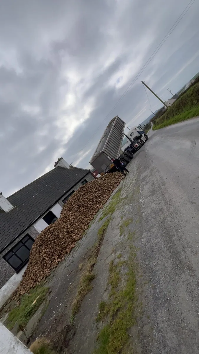 SUGAR BEET for sale ✅ - Image 1