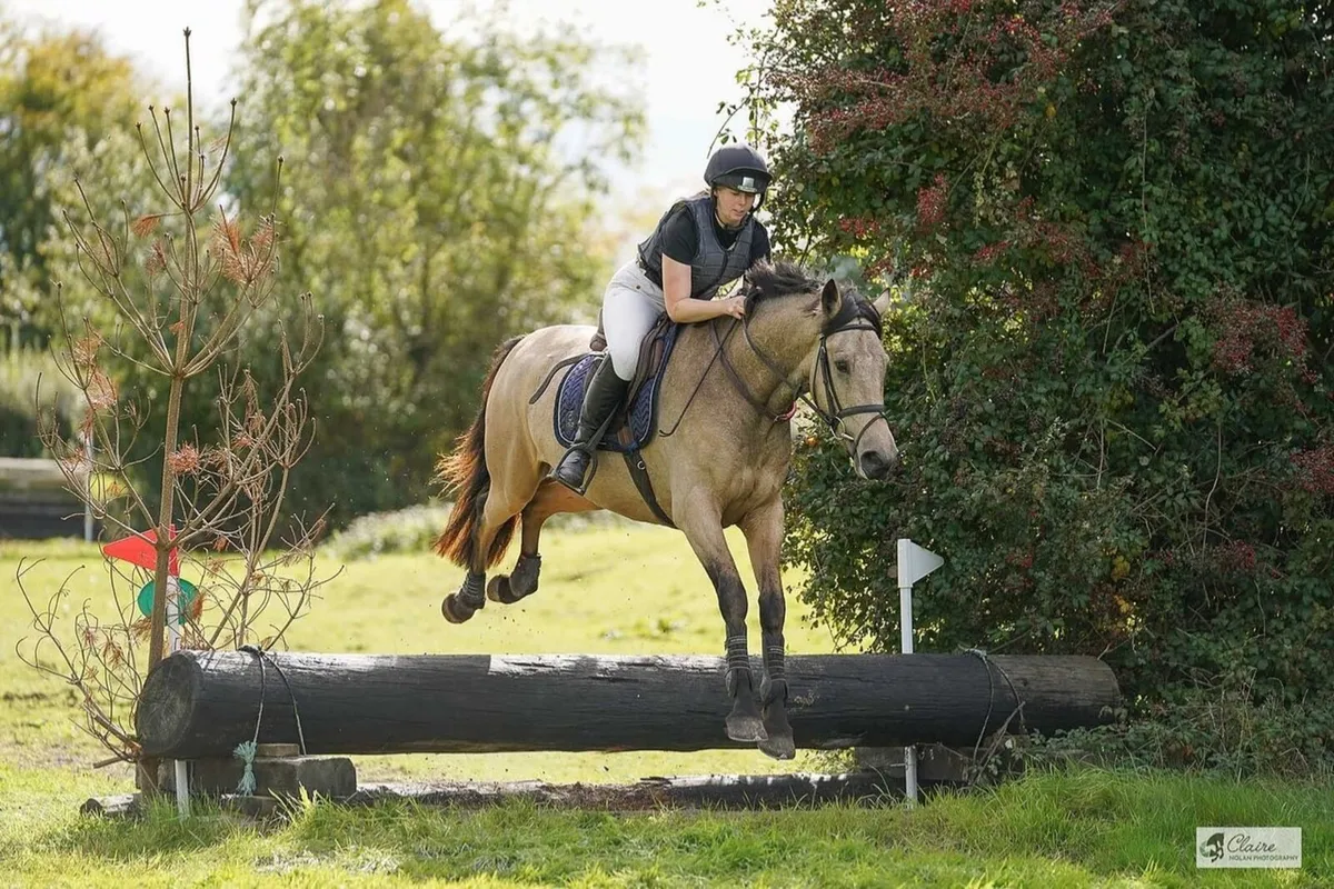 Stunning 15.3 full Connemara - Image 2