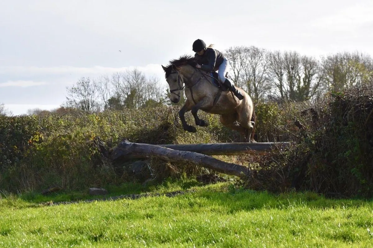 Stunning 15.3 full Connemara - Image 3