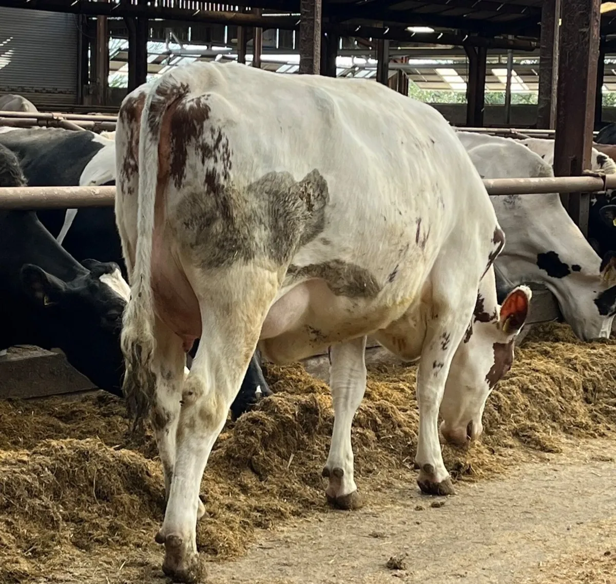 Holstein Heifers & Cows - Image 1