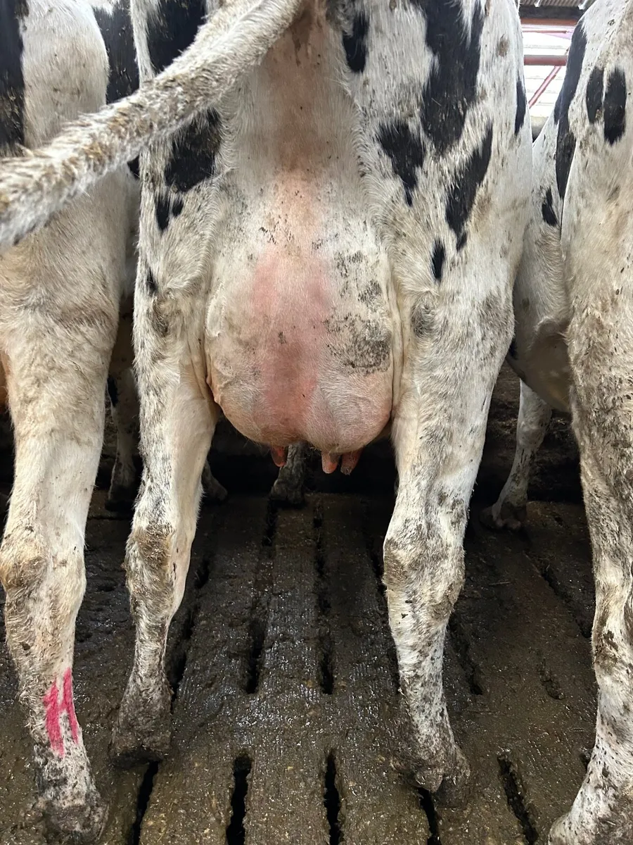 Holstein Heifers & Cows - Image 2