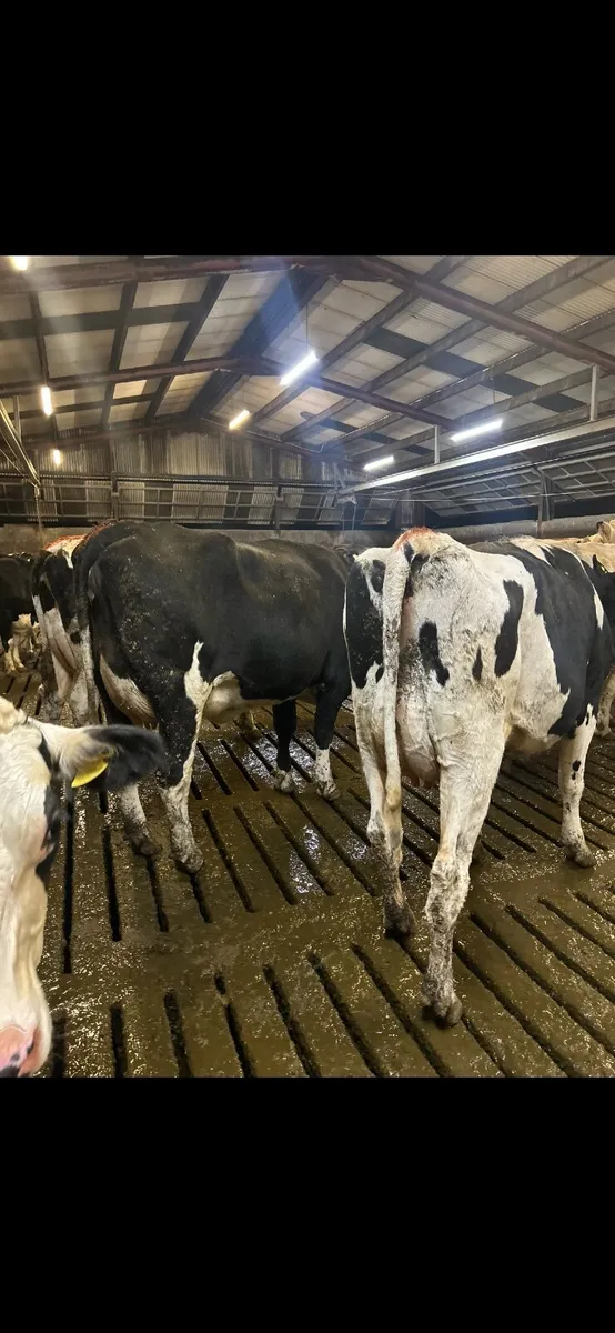 Holstein Heifers & Cows - Image 3