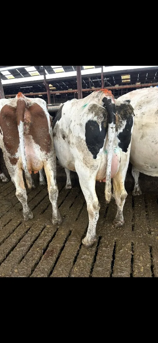 Holstein Heifers & Cows - Image 4