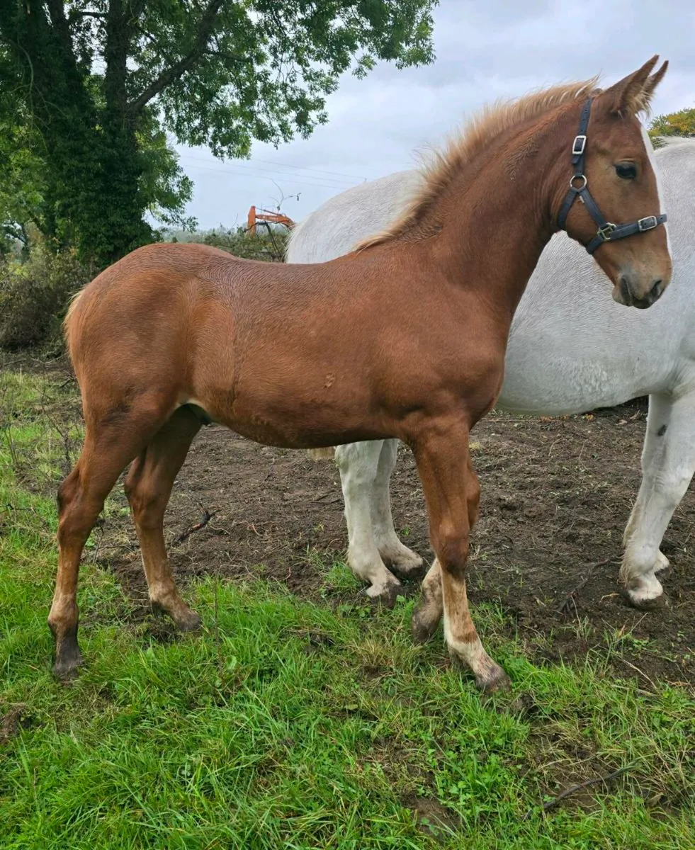 Quality RID colt foal - Image 2