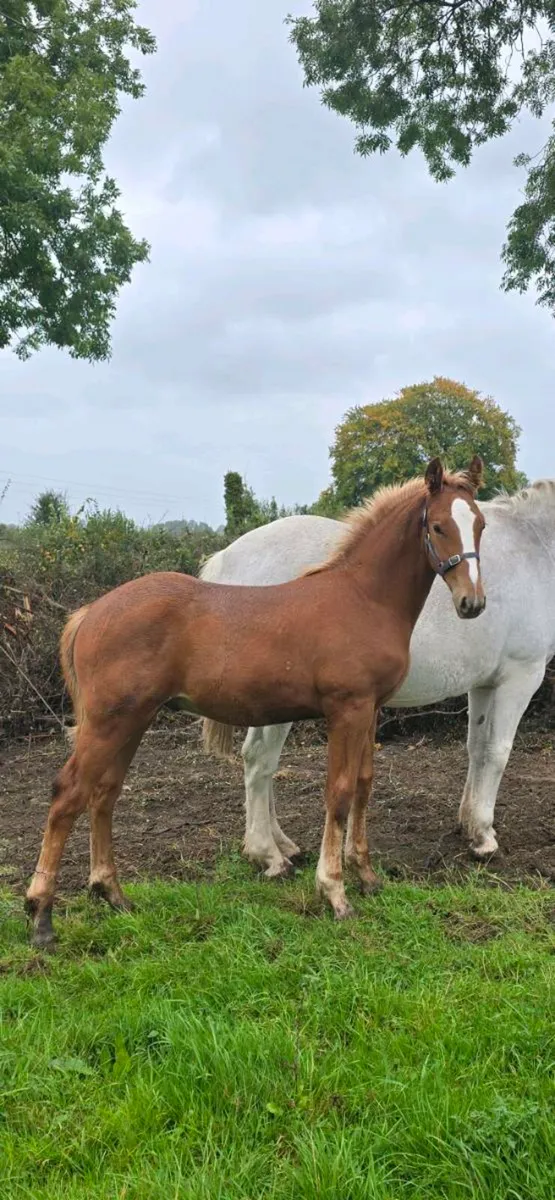 Quality RID colt foal - Image 1
