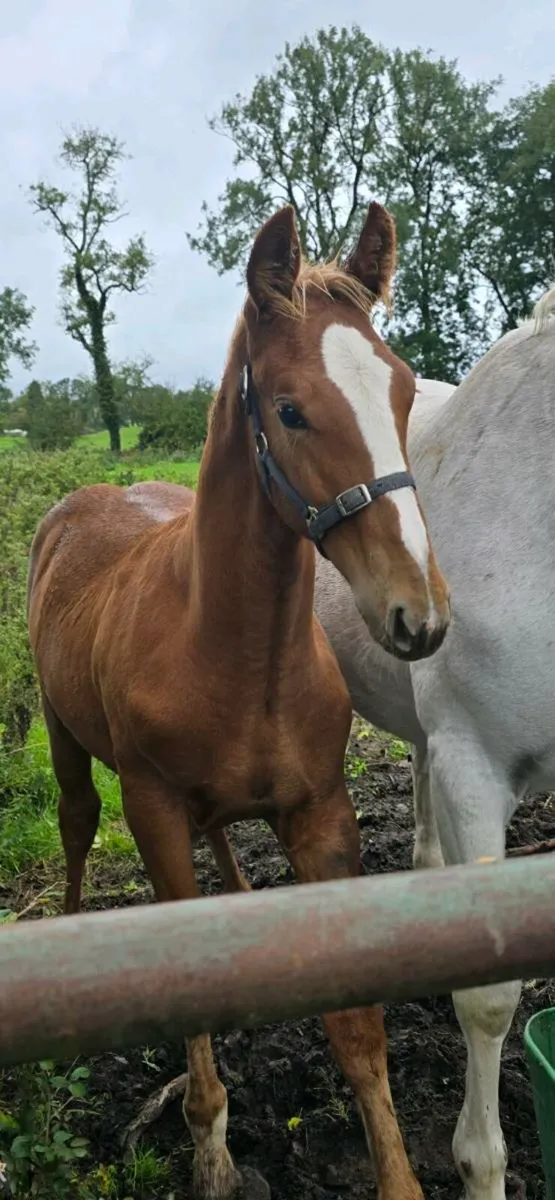 Quality RID colt foal - Image 3