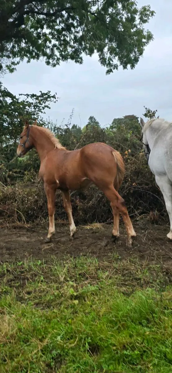 Quality RID colt foal - Image 4