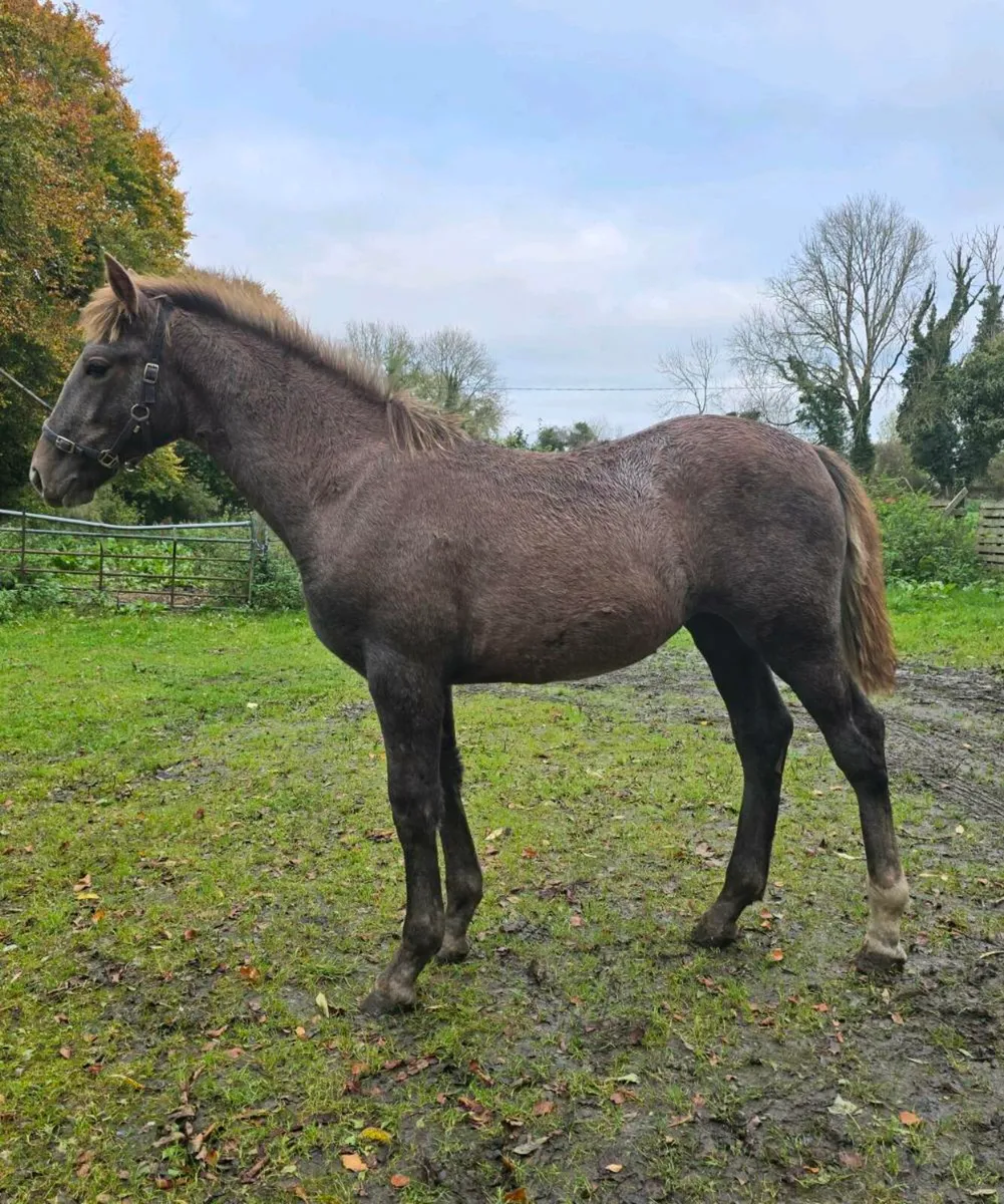 Stunning RID filly foal - Image 1