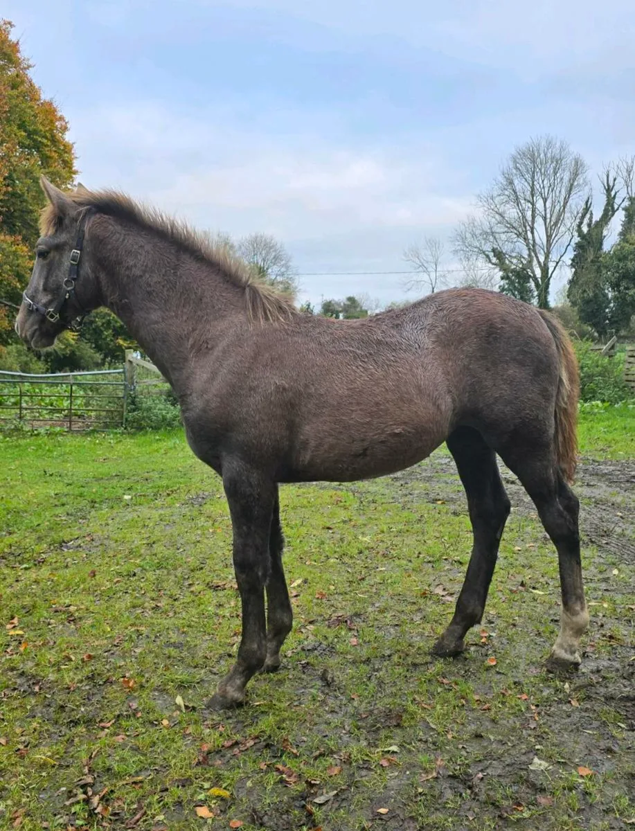 Stunning RID filly foal - Image 2