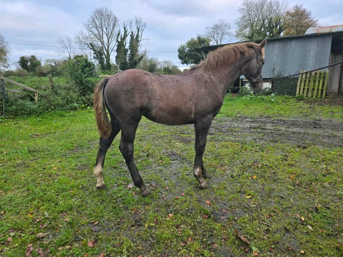 Stunning RID filly foal - Image 3