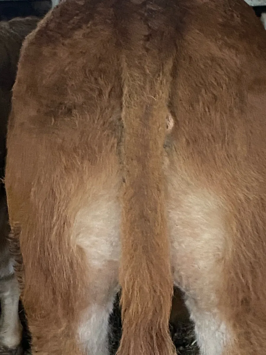 Quality Limousin  Weanling Bulls - Image 2