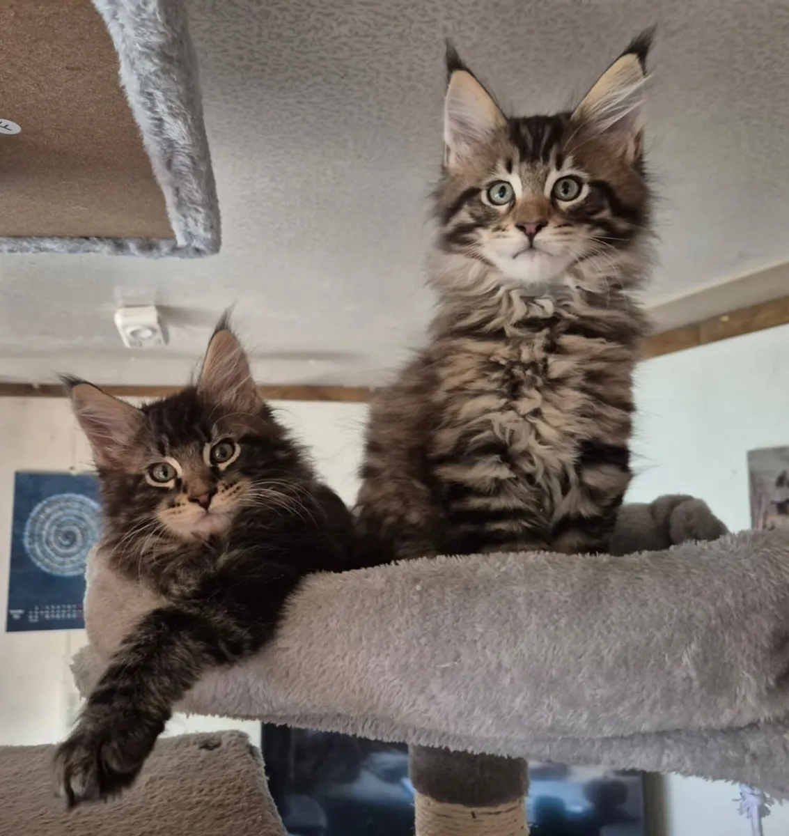 Adorable maine coon kittens - Image 1