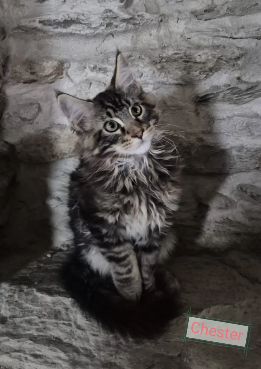 Adorable maine coon kittens - Image 2