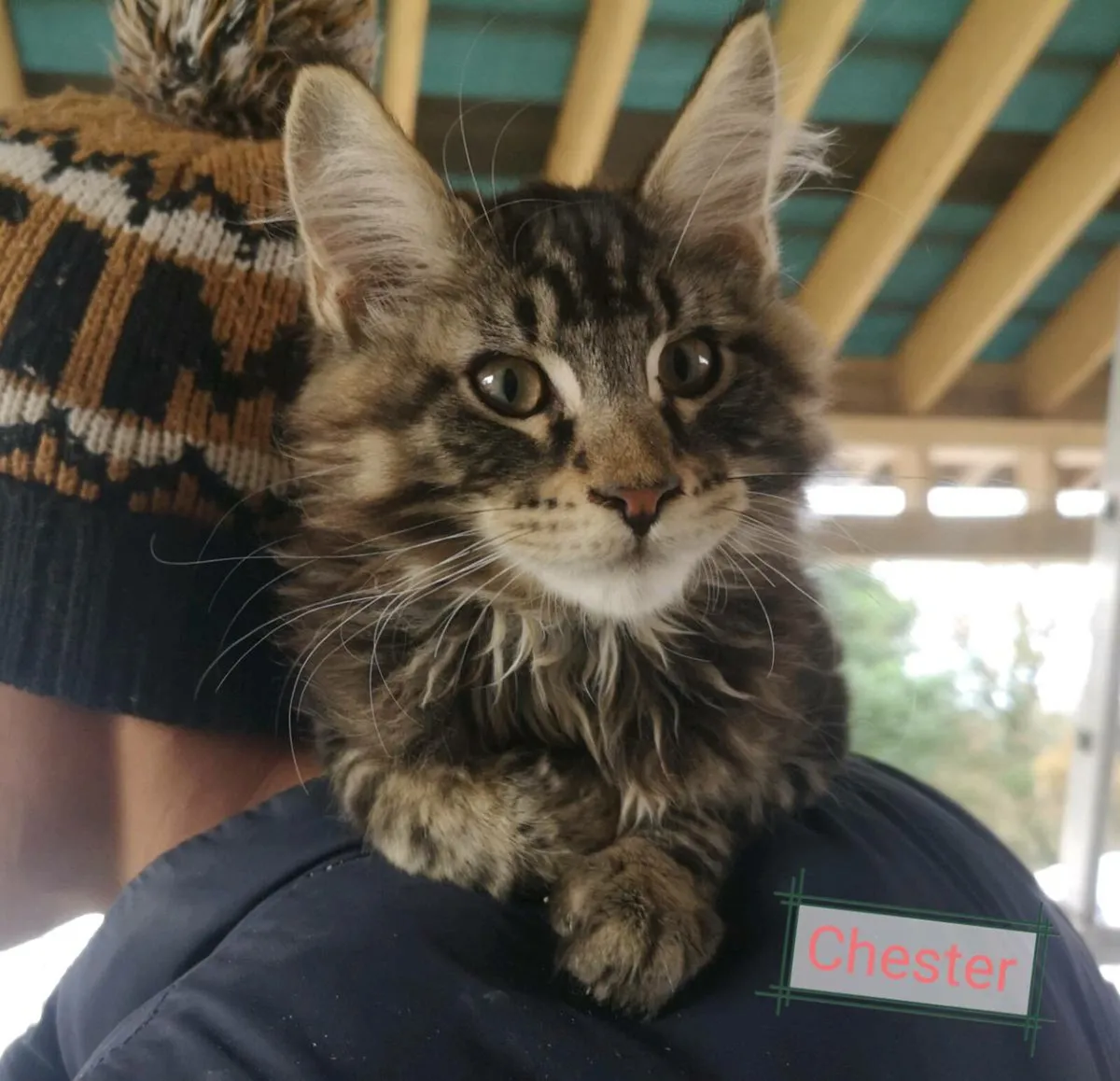 Adorable maine coon kittens - Image 3