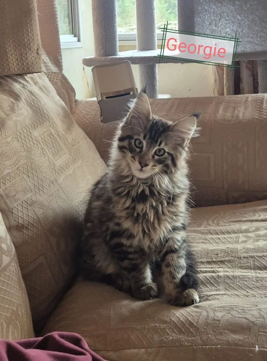 Adorable maine coon kittens - Image 4
