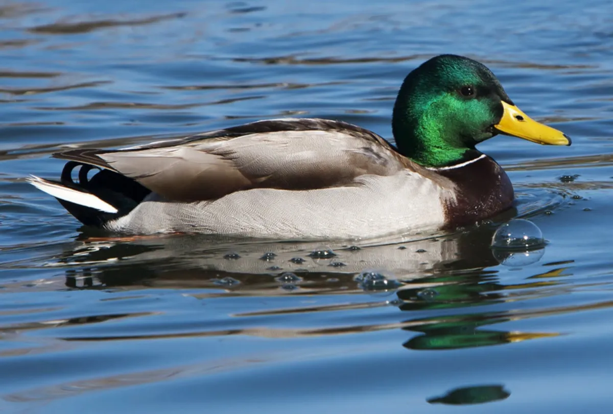 Duck Feed: damaged barley
