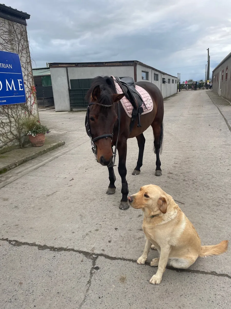 6yr old 148….record to 110 - Image 4