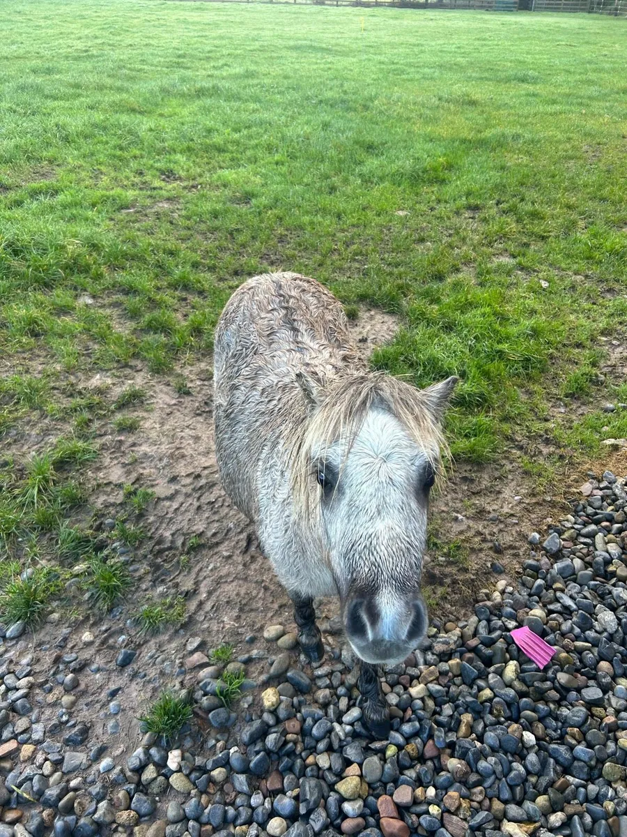 Miniature Shetland - Image 2