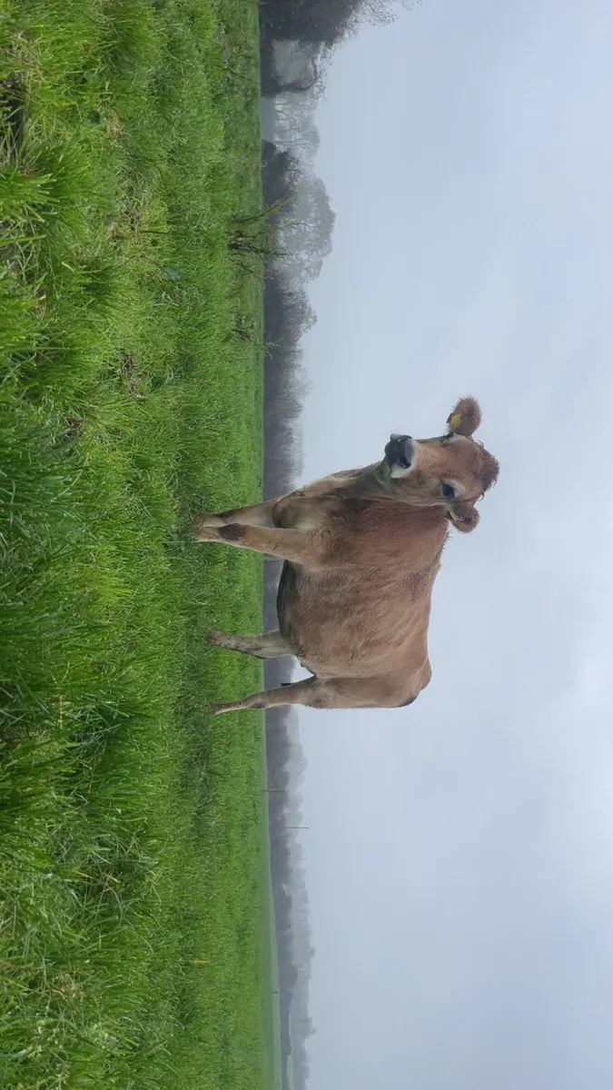 pbnr jersey incalf heifer - Image 2
