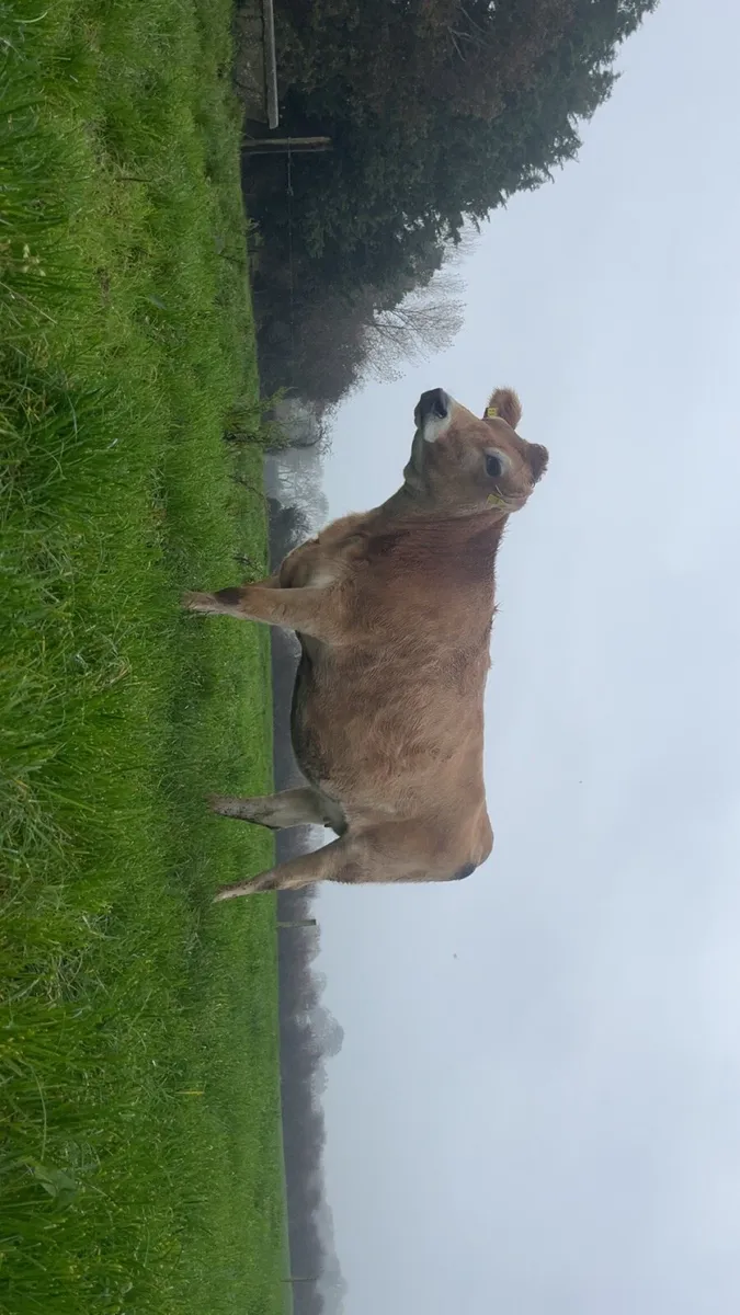 pbnr jersey incalf heifer - Image 3