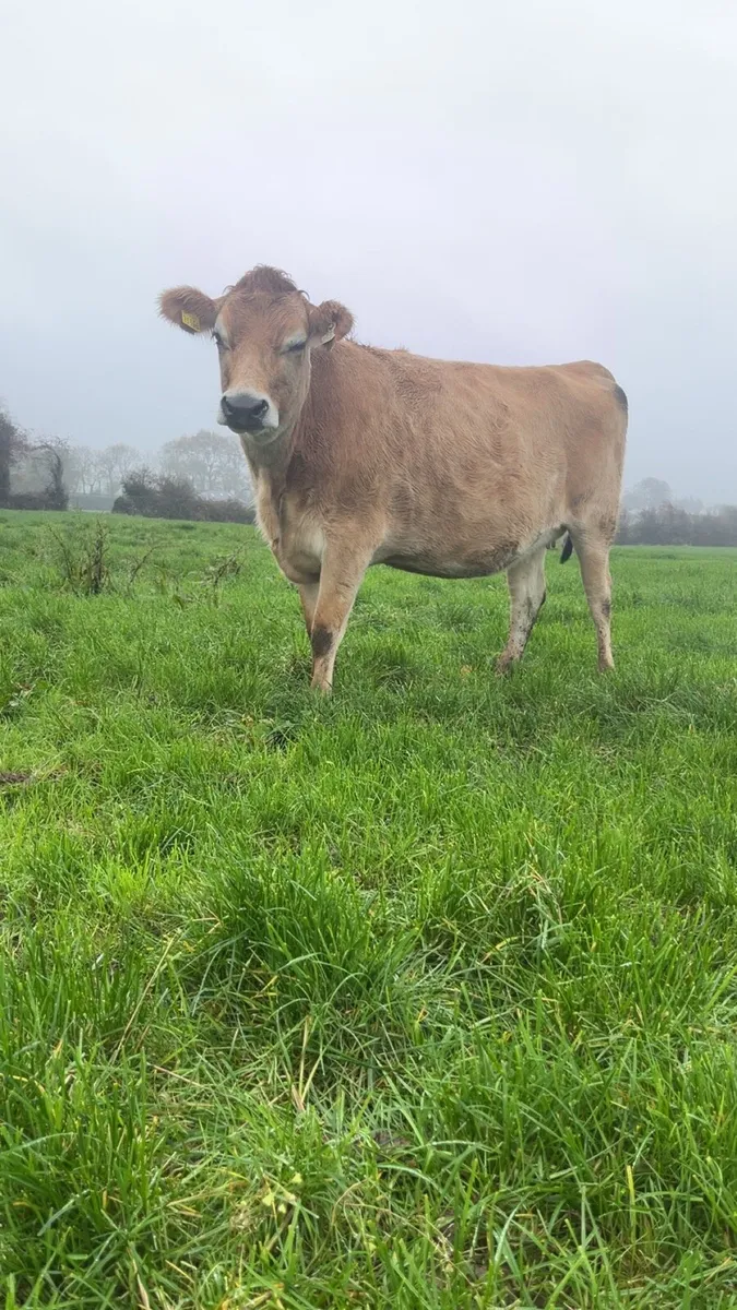 pbnr jersey incalf heifer - Image 4
