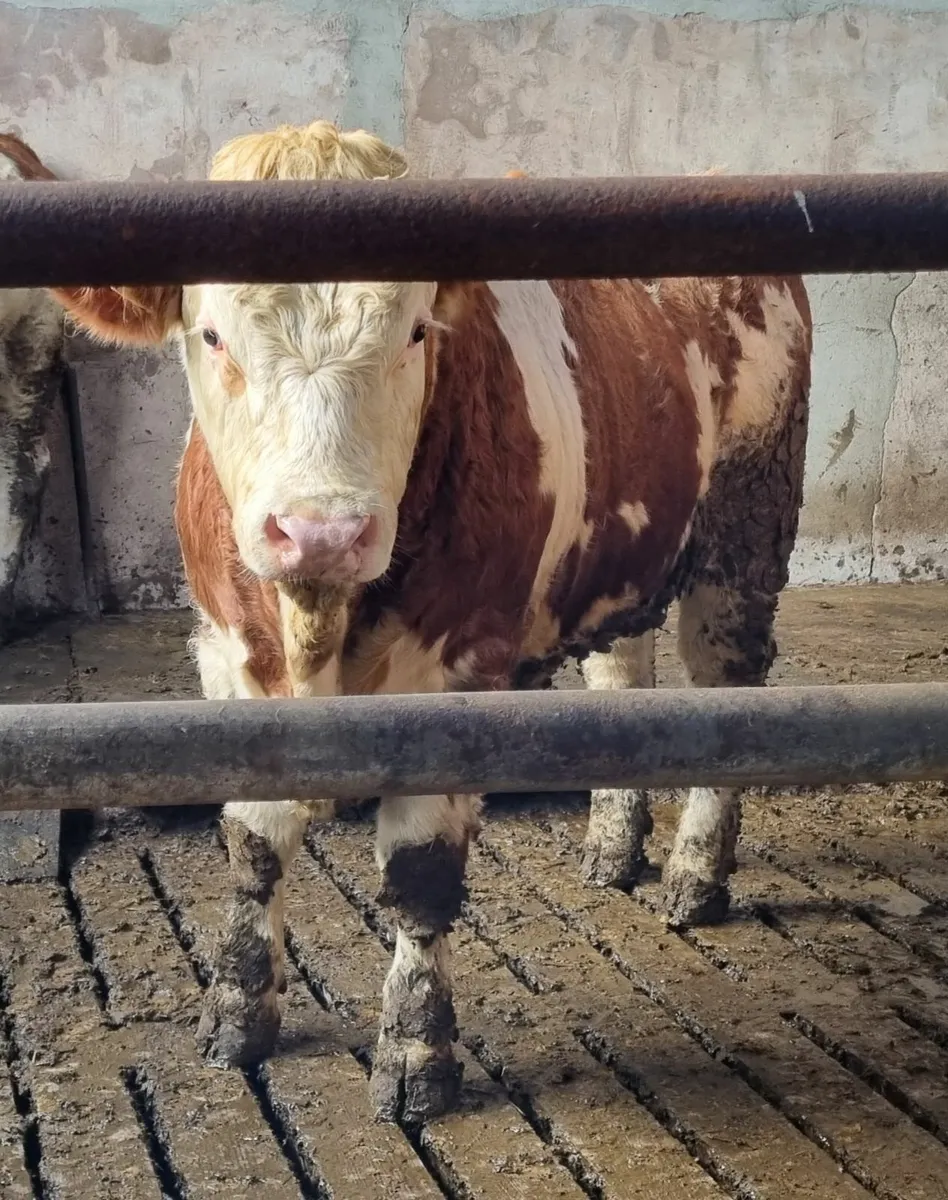 Fleckvieh Bull - Image 2