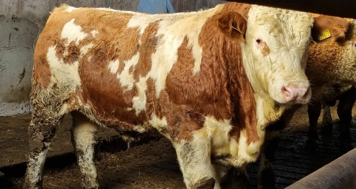 Fleckvieh Bull - Image 1