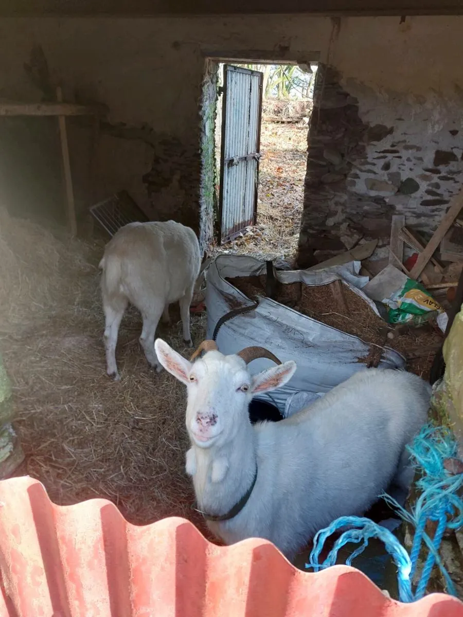 Goats - Image 2