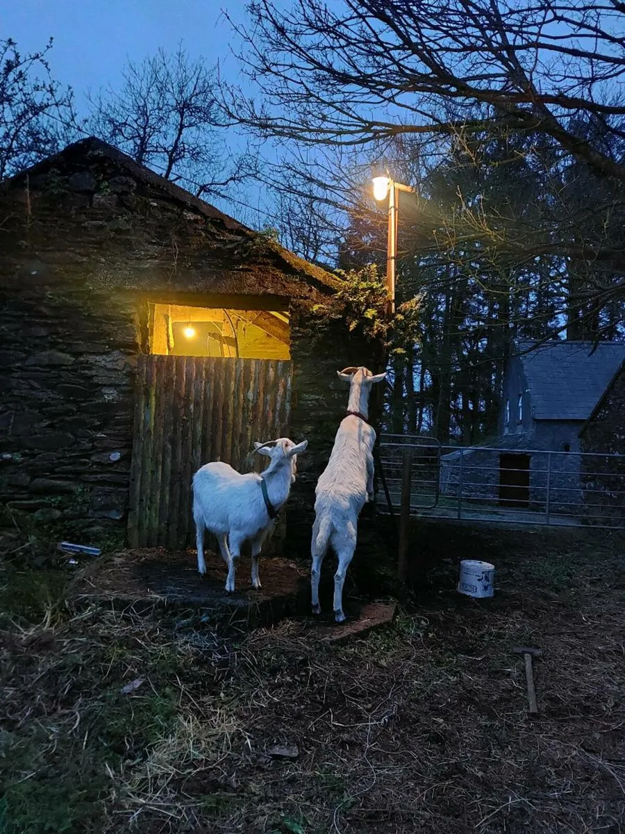 Goats - Image 4