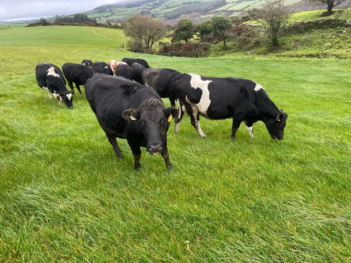 In calf heifers - Image 1