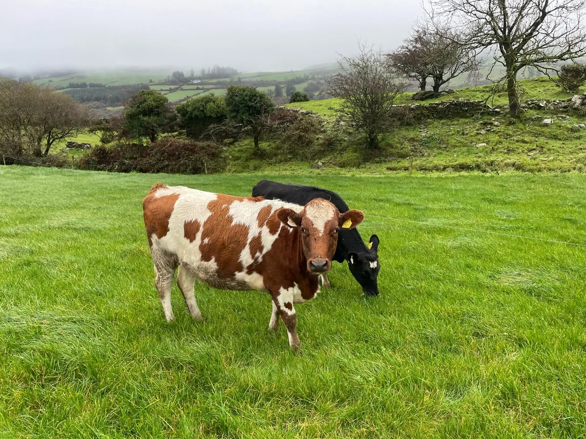 In calf heifers - Image 2