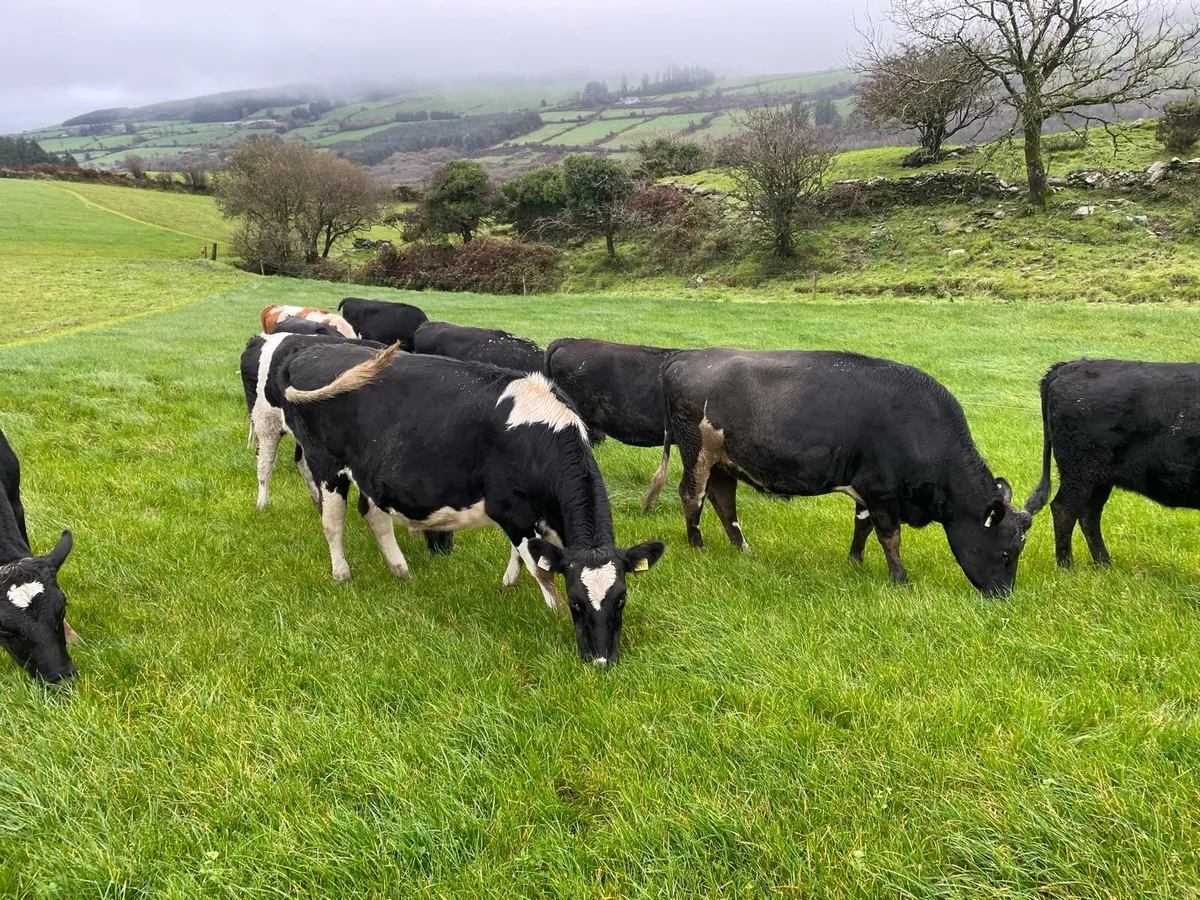 In calf heifers - Image 3