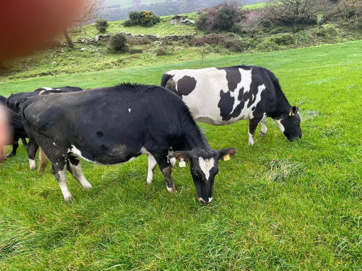 In calf heifers - Image 4