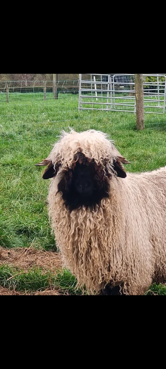 Valais Ram lambs - Image 1
