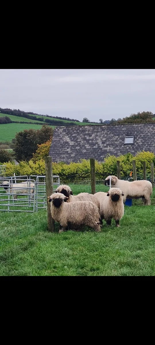 Valais Ram lambs - Image 2