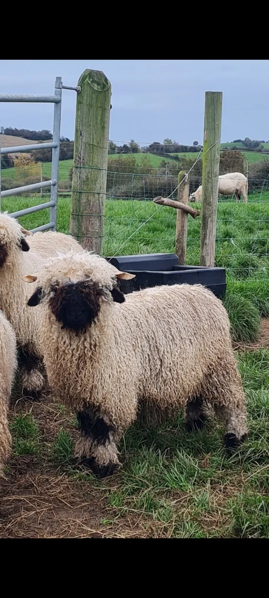 Valais Ram lambs - Image 3