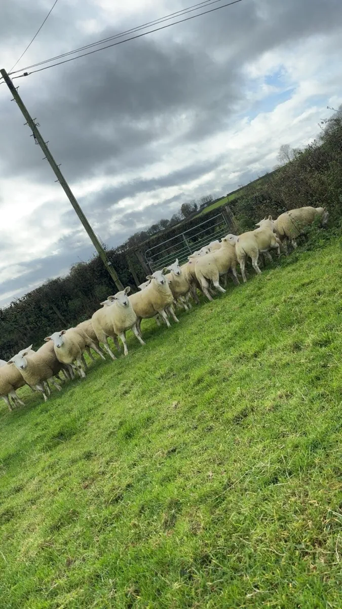 Easycare ewe lambs - Image 2