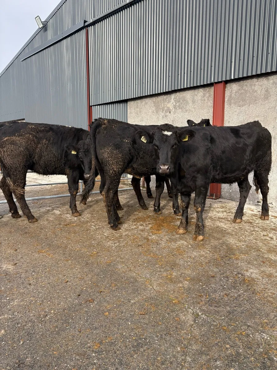 4 x limousin heifers - Image 1