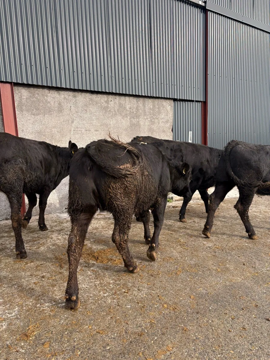 4 x limousin heifers - Image 2