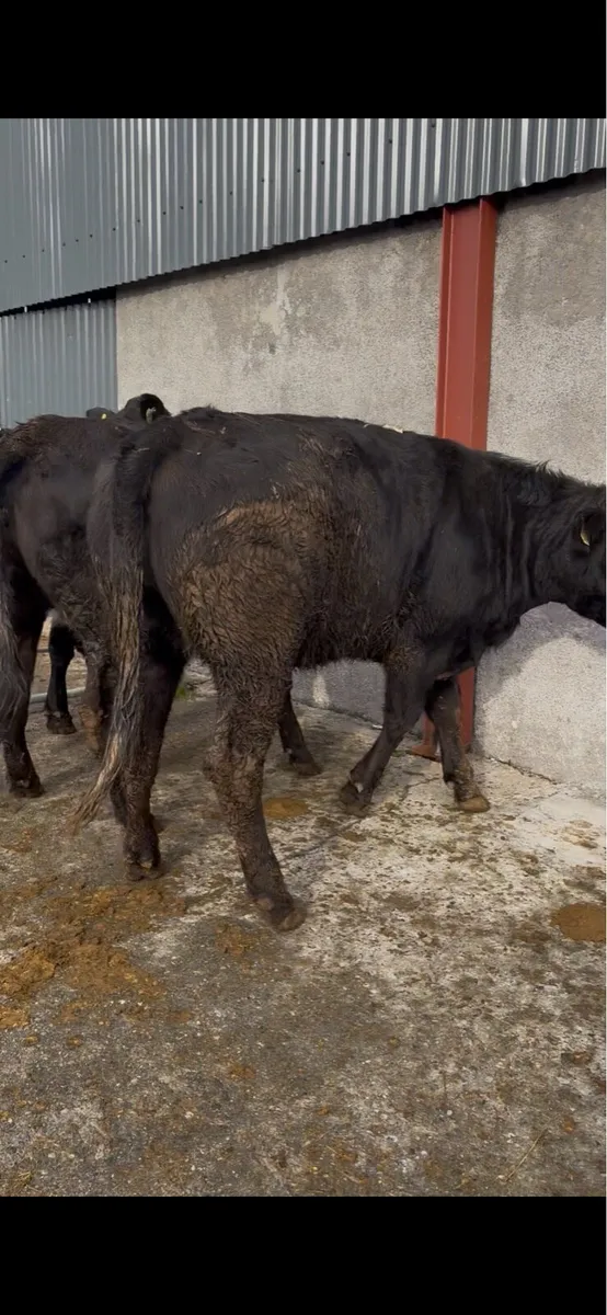 4 x limousin heifers - Image 3