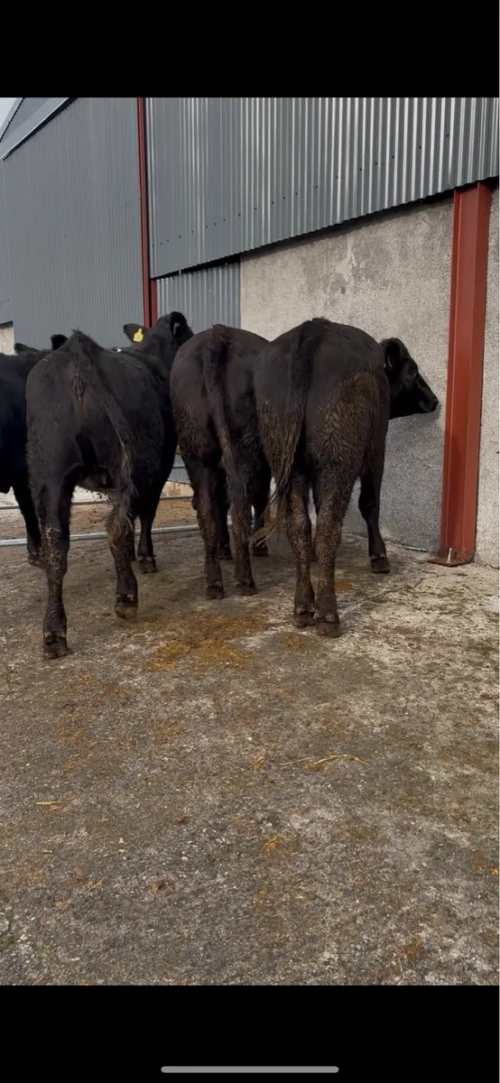 4 x limousin heifers - Image 4