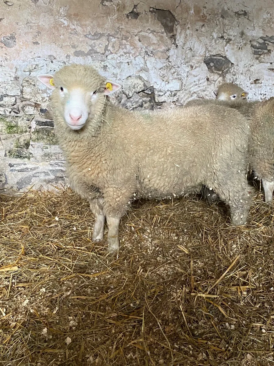 1 pure bred Dorset Ram lamb for sale - Image 1
