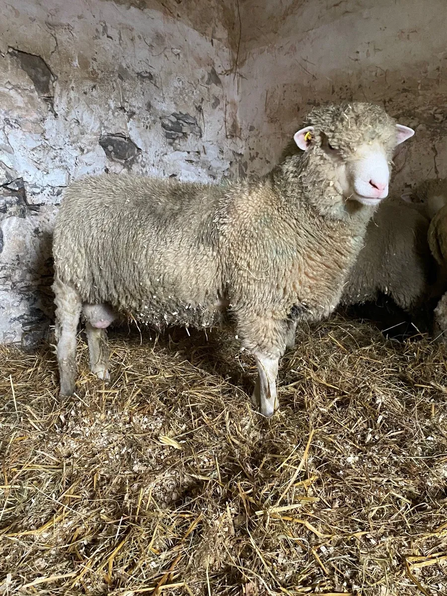 1 pure bred Dorset Ram lamb for sale - Image 3