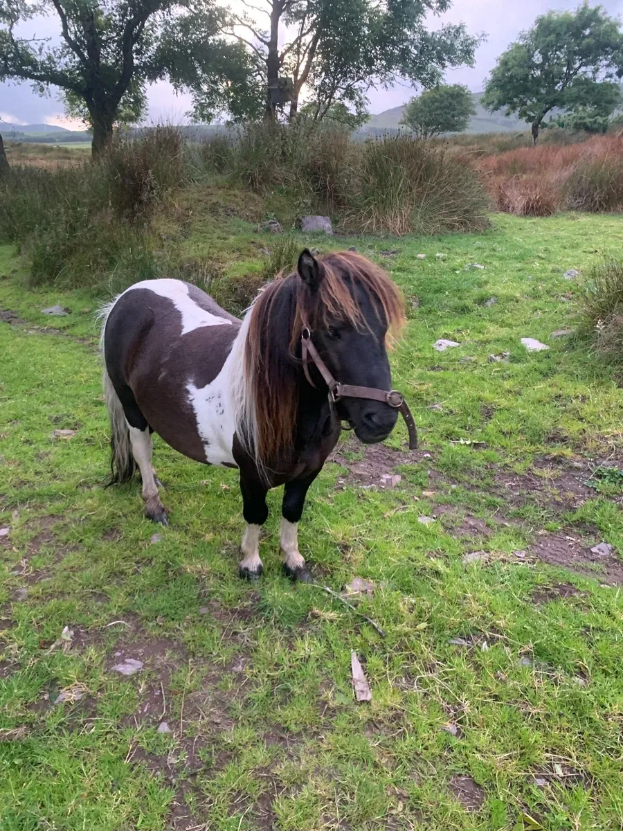 Stallion Shetland pony - Image 1