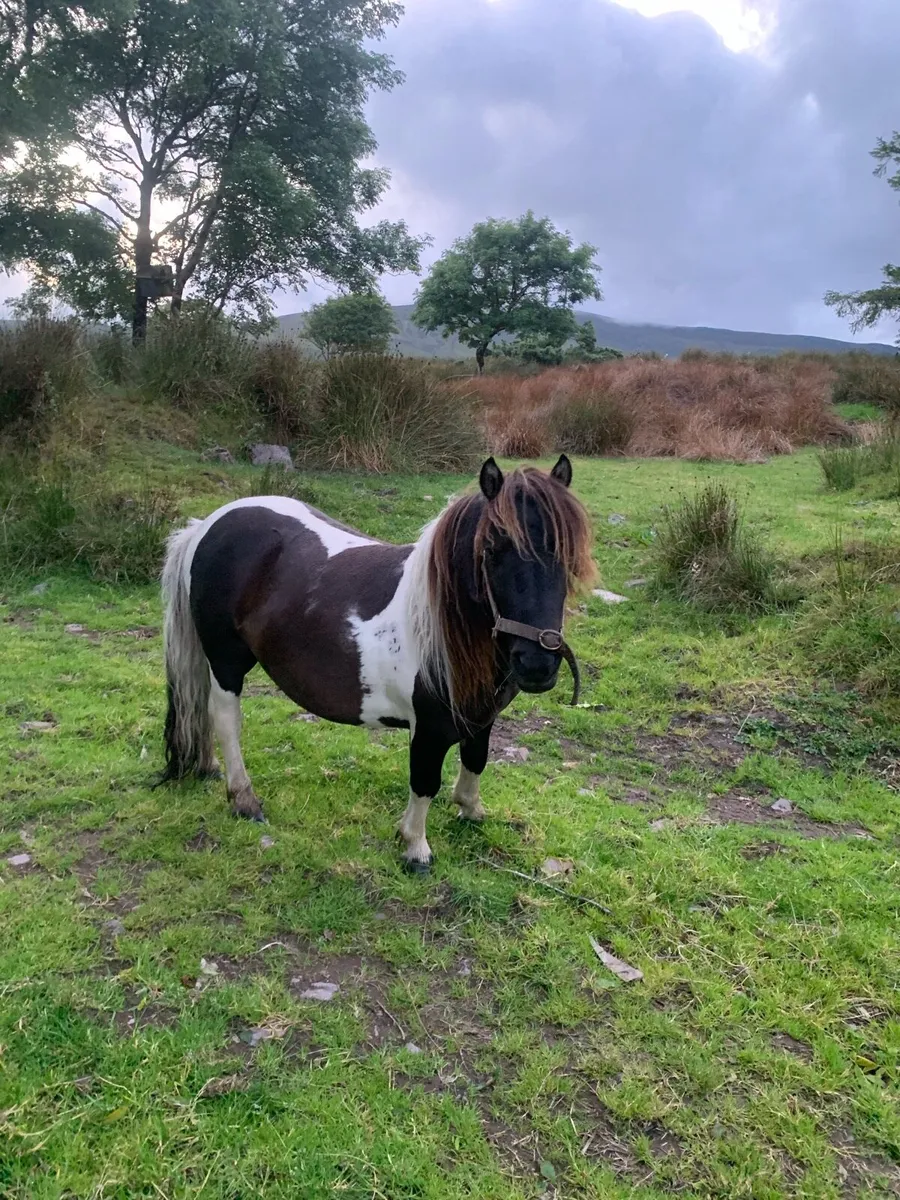 Stallion Shetland pony - Image 2