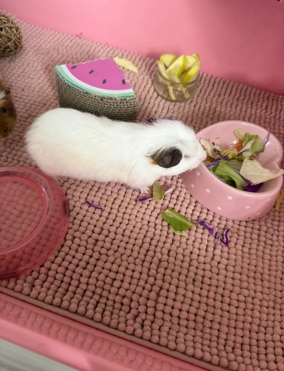 Guinea pigs - Image 3
