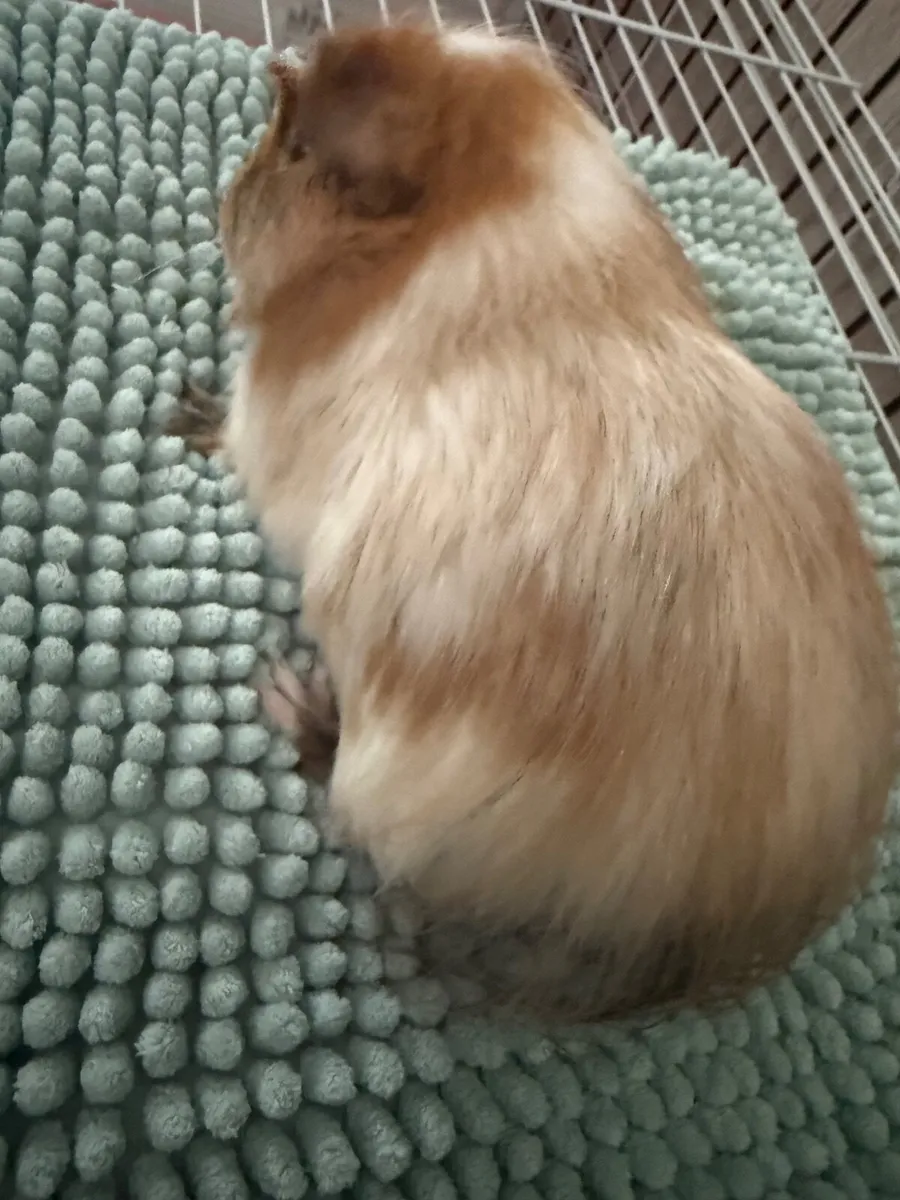 Guinea pigs - Image 4
