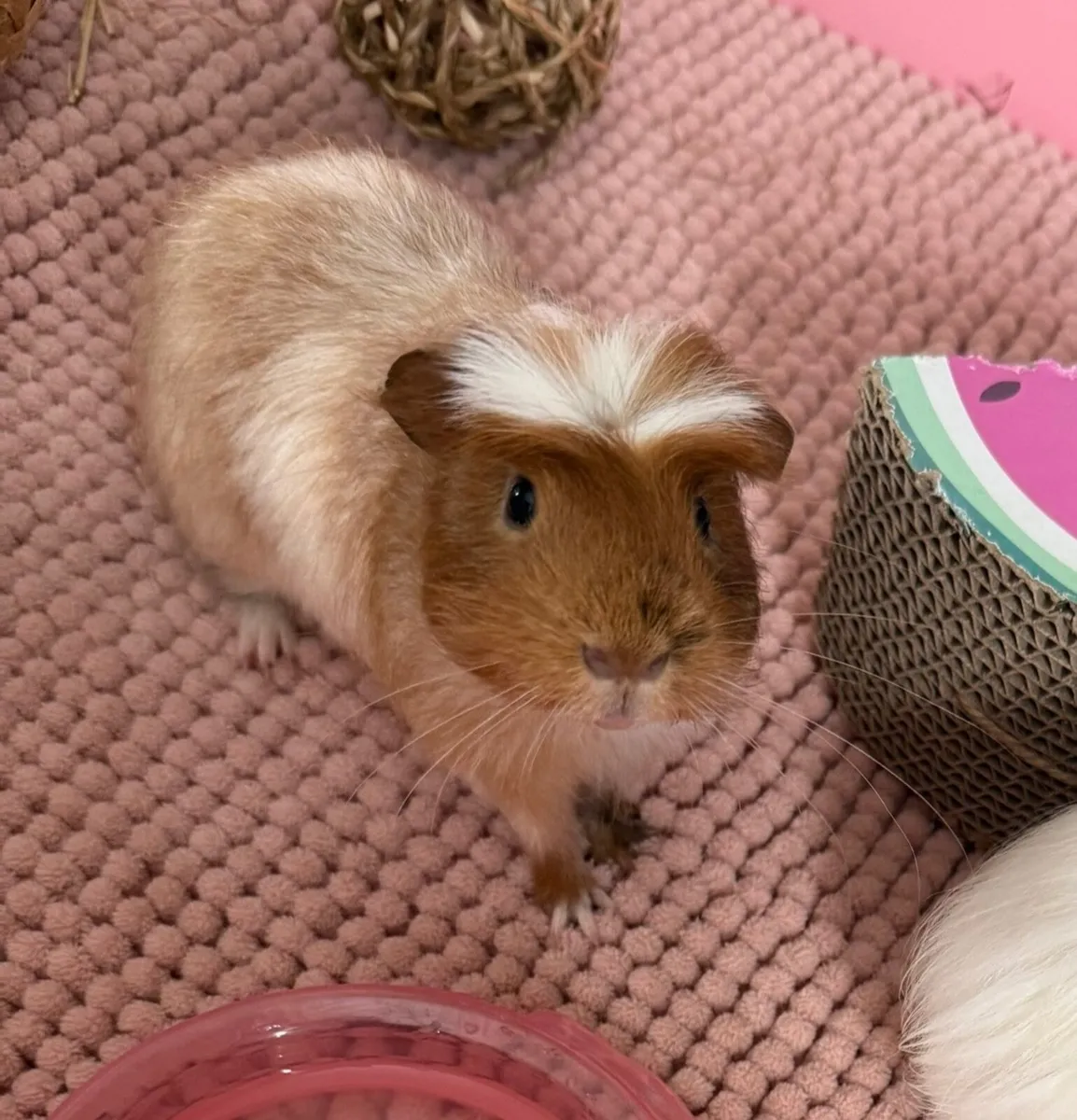 Guinea pigs - Image 1