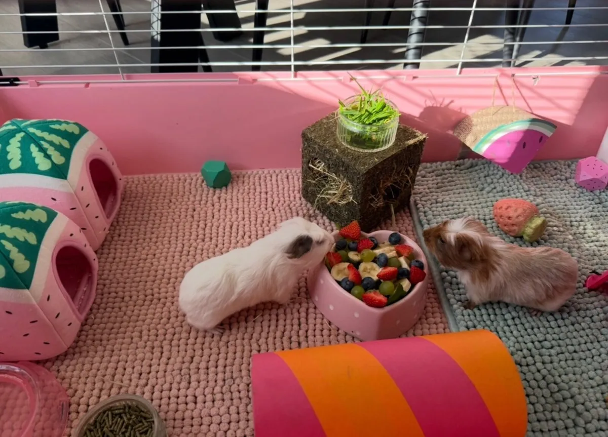 Guinea pigs - Image 2