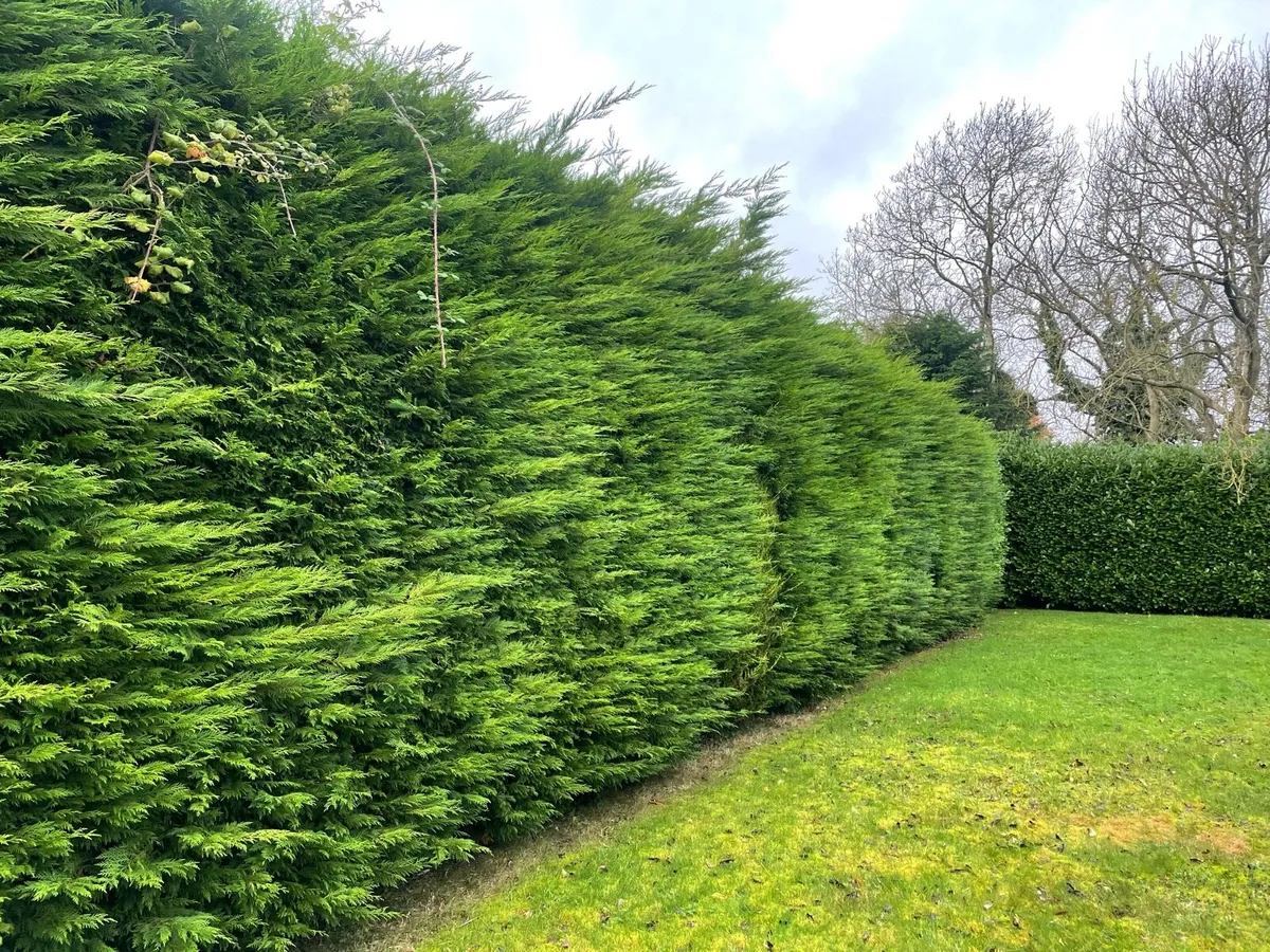 Hedge cutting - Image 2